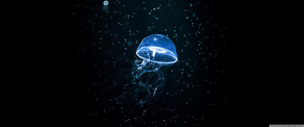 jellyfish_dark-wallpaper-3440x1440.jpg